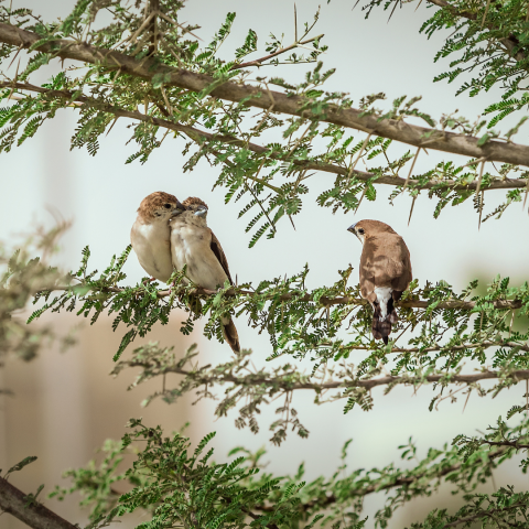 Three birds sit on a tree branch