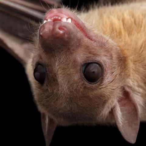 Fruit Bat hanging upside down. 