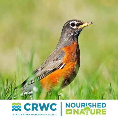 Robin in the grass with Clinton River Watershed Council logo and Nourished by Nature Logo with white background at the bottom.