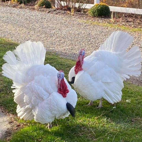 Two white feathered tom turkeys standing in the grass.