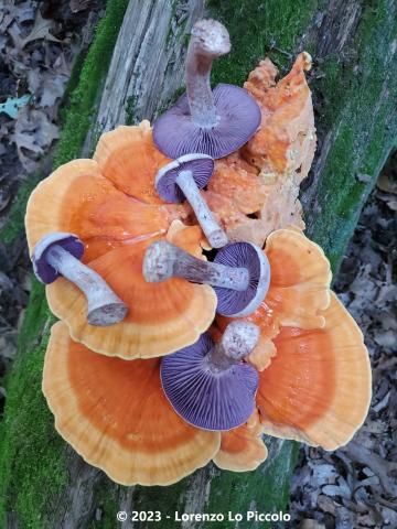 Orange and purple mushroom growth.