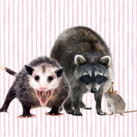 A rat in a tiny party hat, a raccoon, and a possum stare at the viewer. The possum has its mouth open in a scream.