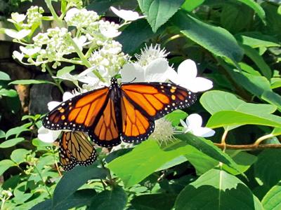 butterfly on a flower