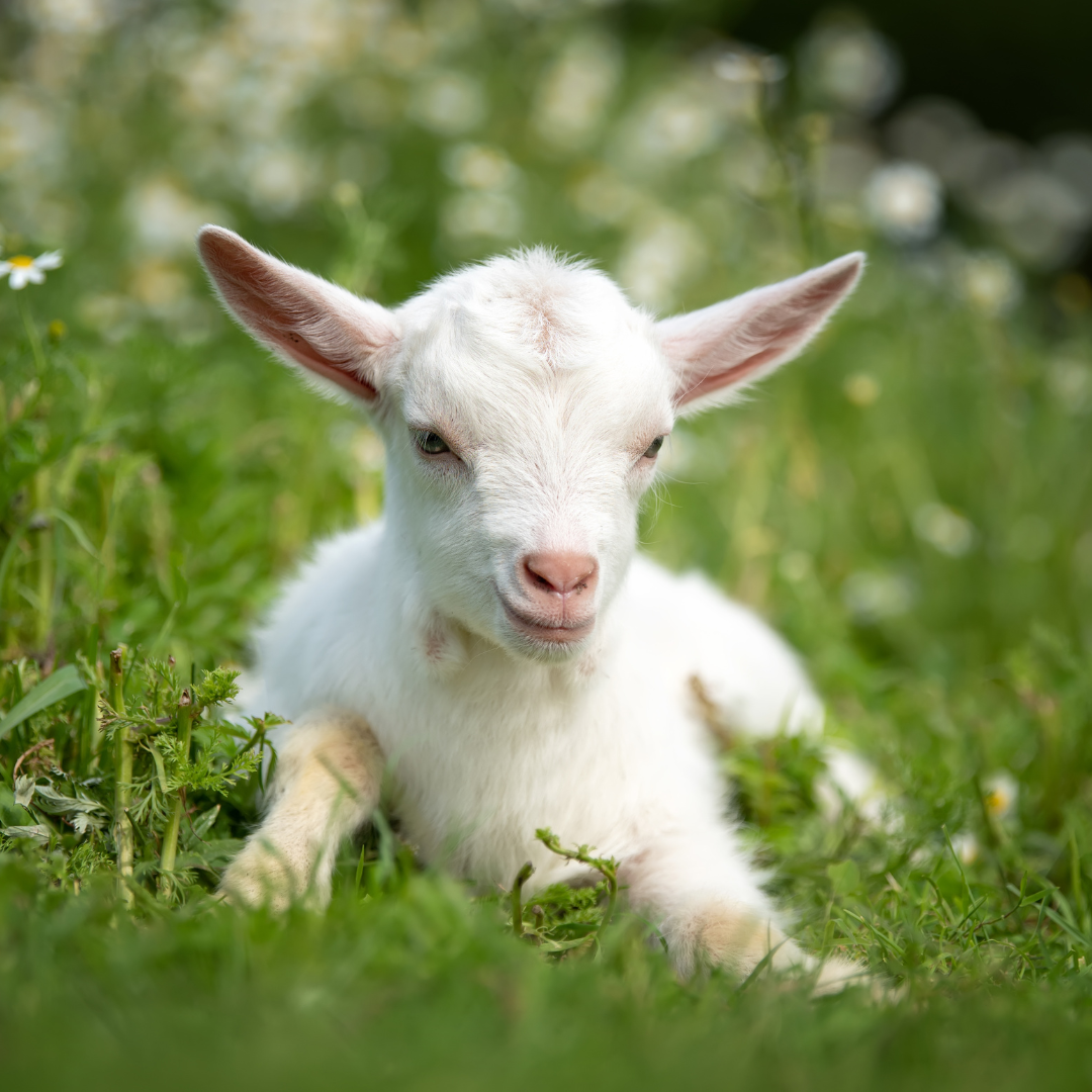 White baby goat lying on the grass with a few white flowers in it. 