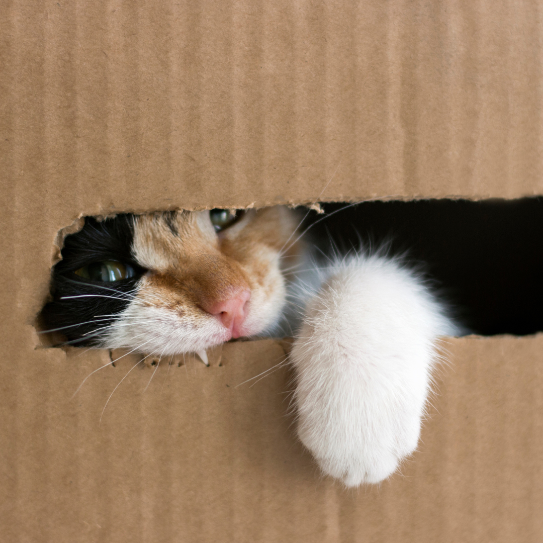 Cat bites the cardboard from inside a box