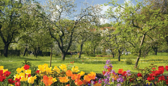 red, yellow, and orange tulips fronting the green of the grass 