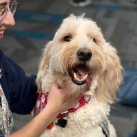 A person pets a pleased looking goldendoodle