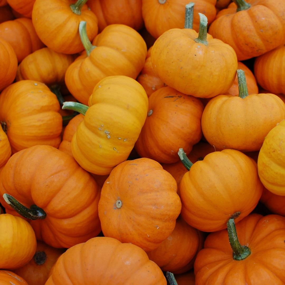 Cluster of small orange pumpkins with short stems. 
