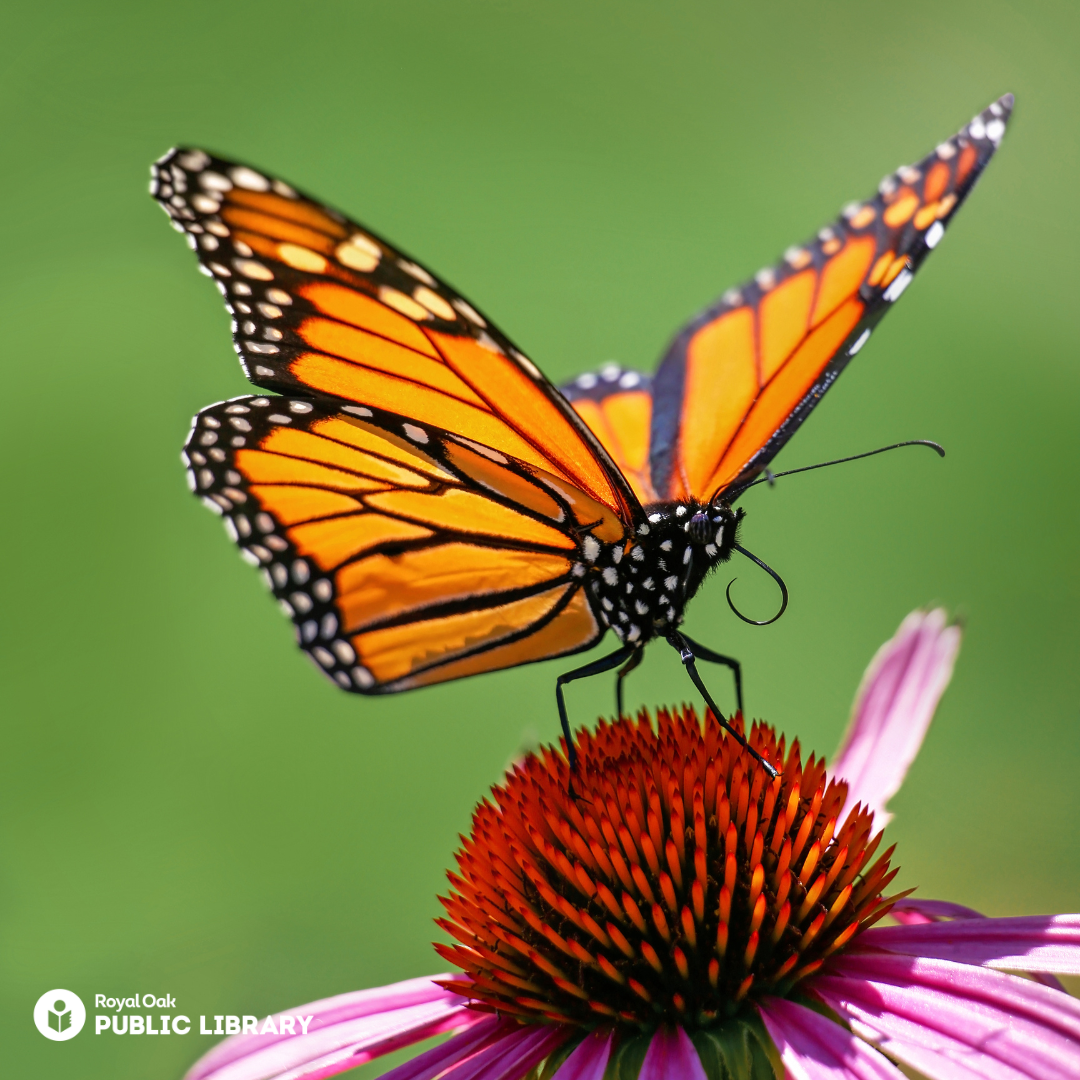Butterfly sitting on a cone flower
